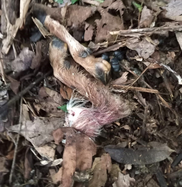 Harimau Diduga Serang Ternak Warga Sukamulya, Satgas dan WRU Lakukan Penanganan Cepat