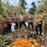 Sinergi Polsek Bengkunat dan Masyarakat, Panen Jagung Perkuat Ketahanan Pangan Daerah