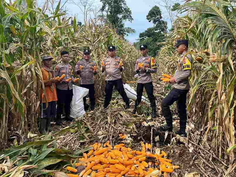 Sinergi Polsek Bengkunat dan Masyarakat, Panen Jagung Perkuat Ketahanan Pangan Daerah