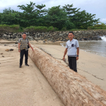 Polsek Bangkunat Amankan Lokasi Temuan Kayu Gelondongan di Pesisir Kota Jawa