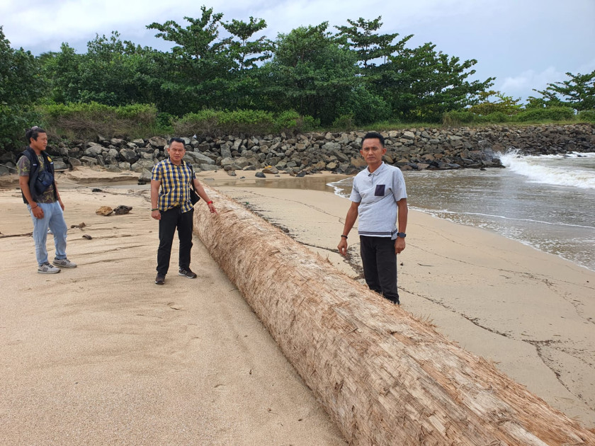 Polsek Bangkunat Amankan Lokasi Temuan Kayu Gelondongan di Pesisir Kota Jawa