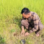 Sekretariat DPRD Pesisir Barat Tanam Bibit Buah, Helmi Ajak Wujudkan Lingkungan Hijau dan Berkelanjutan