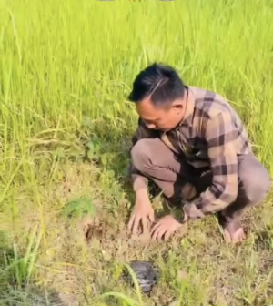 Sekretariat DPRD Pesisir Barat Tanam Bibit Buah, Helmi Ajak Wujudkan Lingkungan Hijau dan Berkelanjutan